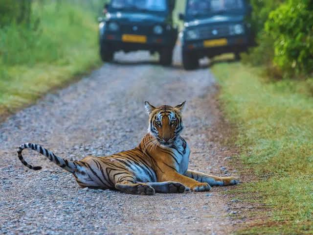Luxury Long Weekend in Jim Corbett 3- day Itinerary for the Ultimate Experience