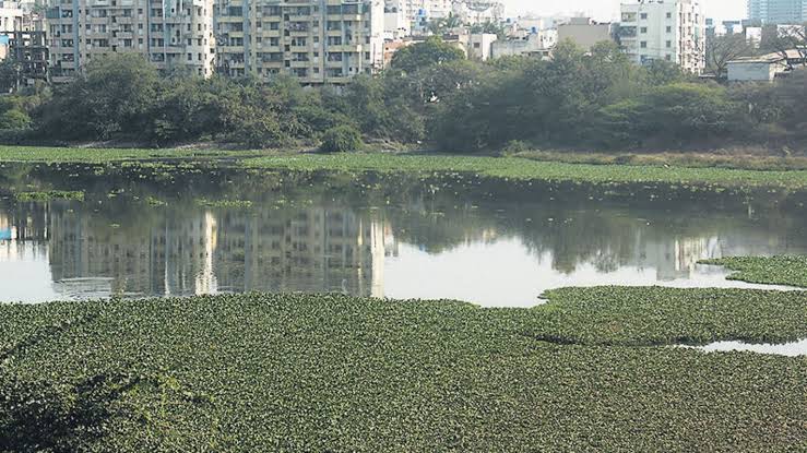 Pune Faces Growing Mosquito Menace Due to Water Hyacinth; residents concerned