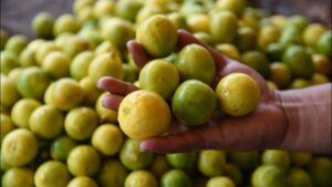 Pune News Rising Summer Heat Spurs Increase in Lemon Prices