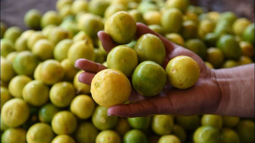 Pune News Rising Summer Heat Spurs Increase in Lemon Prices