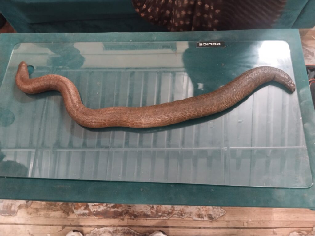 Pune Police Bust Illegal Wildlife Trade, Seize ₹10 Lakh Red Sand Boa In Wanawadi