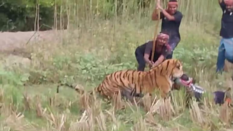 Tiger Attacks Forest Department Worker in West Bengal’s Sundarbans Reserve. Watch video