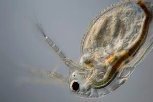 Pune News: New Species Of Terrestrial Water Flea Discovered In Western Ghats