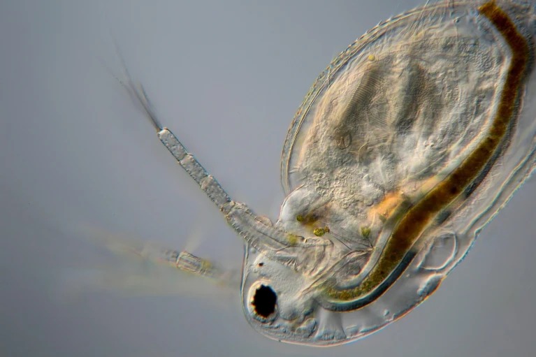 Pune News: New Species Of Terrestrial Water Flea Discovered In Western Ghats