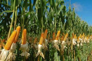 Maize Cultivation In Maharashtra Doubles Due To Rising Demand For Ethanol And Animal Feed