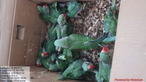 Pune Forest Department Cracks Down On Alexandrine Parakeet Smuggling; Two Arrested