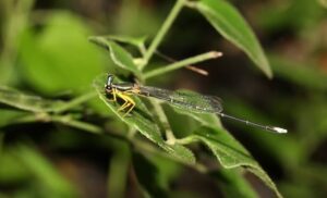 MIT-WPU Study Warns Of Dragonfly Decline In Pune, 27 Species At Risk Amid Urbanization