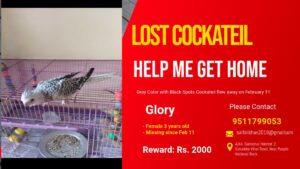 Pune: Pet Cockatiel ‘Glory’ Goes Missing, Owner Offers Rs. 2,000 Reward