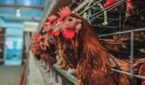 Pune GBS Outbreak: NoroVirus Detected In Chicken; PMC Issues Strict Guidelines For Chicken Vendors