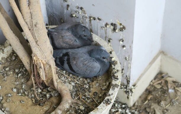 City Pigeons Pose Silent Threat: Bird Droppings Linked to Serious Lung Diseases