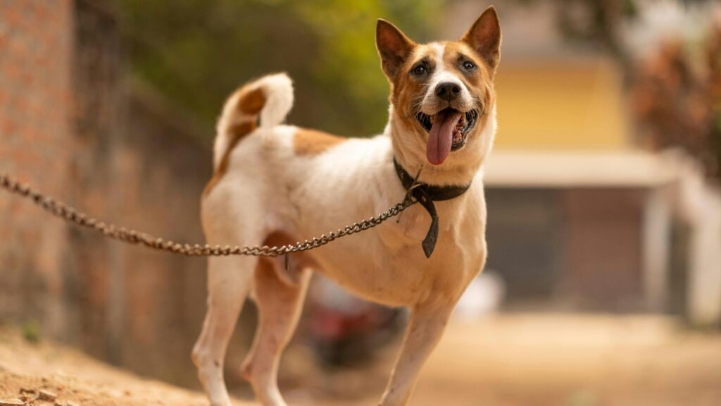 Pune District Deputy Registrar Issues Pet Ownership Guidelines After 300 Cats Found in Hadapsar Flat