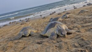 Odisha’s Rushikulya Beach Witnesses Record 6.41 Lakh Olive Ridley Turtles Nesting