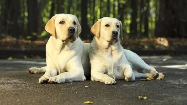 Maharashtra: Housing Societies Must Frame Pet Policy In AGM, Says Cooperatives Department