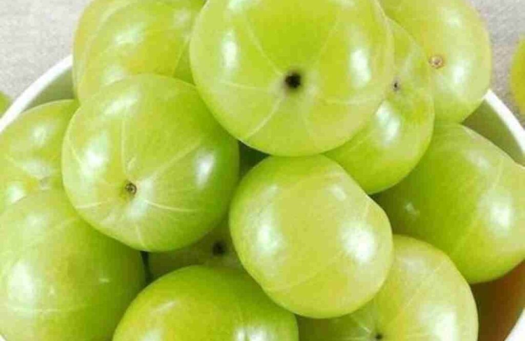 Why Amla Should Be Part of Your Diet Health Benefits You Can't Miss