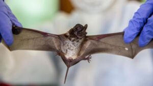 bat