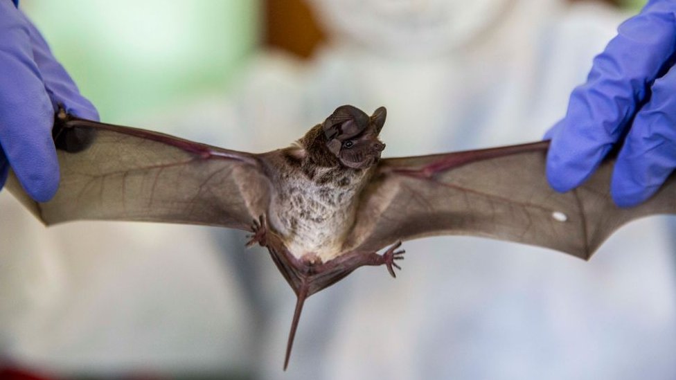 bat