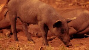pig