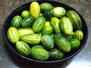 Kachri – A Hidden Superfood for Diabetes, Detox & Weight Loss