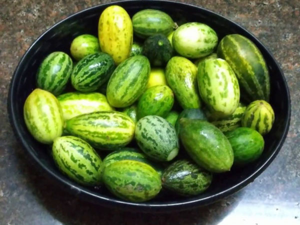 Kachri – A Hidden Superfood for Diabetes, Detox & Weight Loss