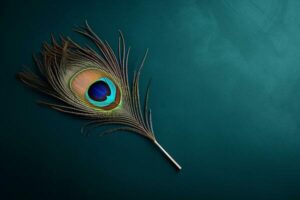 single-peacock-feather-in-a-stunning-flat-lay-generative-by-ai-photo