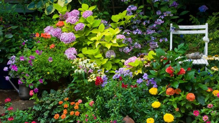 10 Flowers to Grow Now for a Vibrant Summer Garden