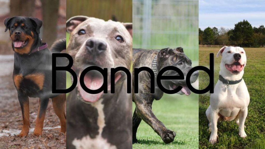 Citizens Demand Action as Banned Dog Breeds Roam Pune Streets