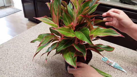 8 Reasons to Choose Aglaonema Red Lipstick for Your Home