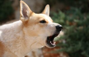 BARKING DOGS
