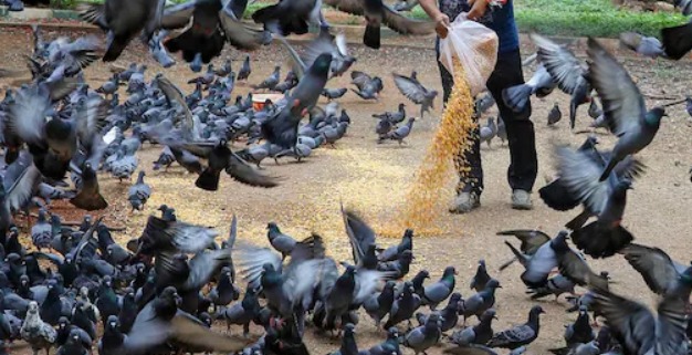 BNHS Releases Documentary To Raise Awareness On Health Risks Posed By Pigeons