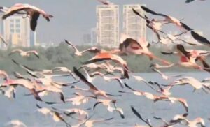 Navi Mumbai Wetlands Turn Pink as Thousands of Flamingos Arrive