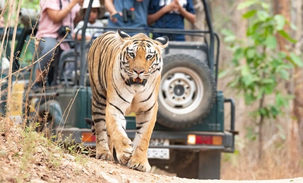 Tiger Safari in Maharashtra: Top National Parks for an Unforgettable Wildlife Adventure