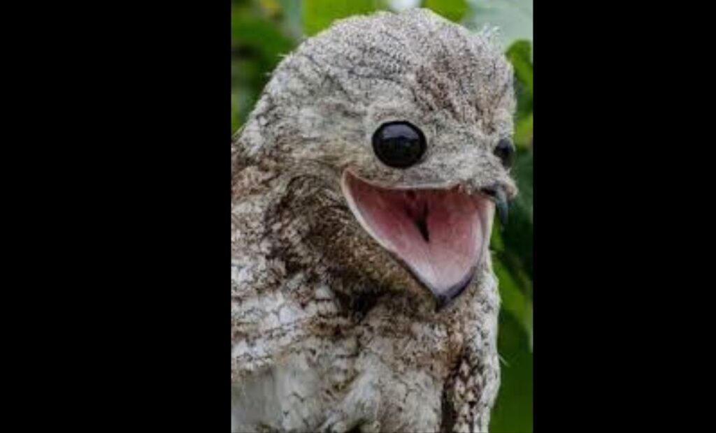 Great Potoo: The ‘Tree Stump’ Bird That Sees with Its Eyes Closed