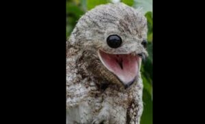 Great Potoo: The ‘Tree Stump’ Bird That Sees with Its Eyes Closed