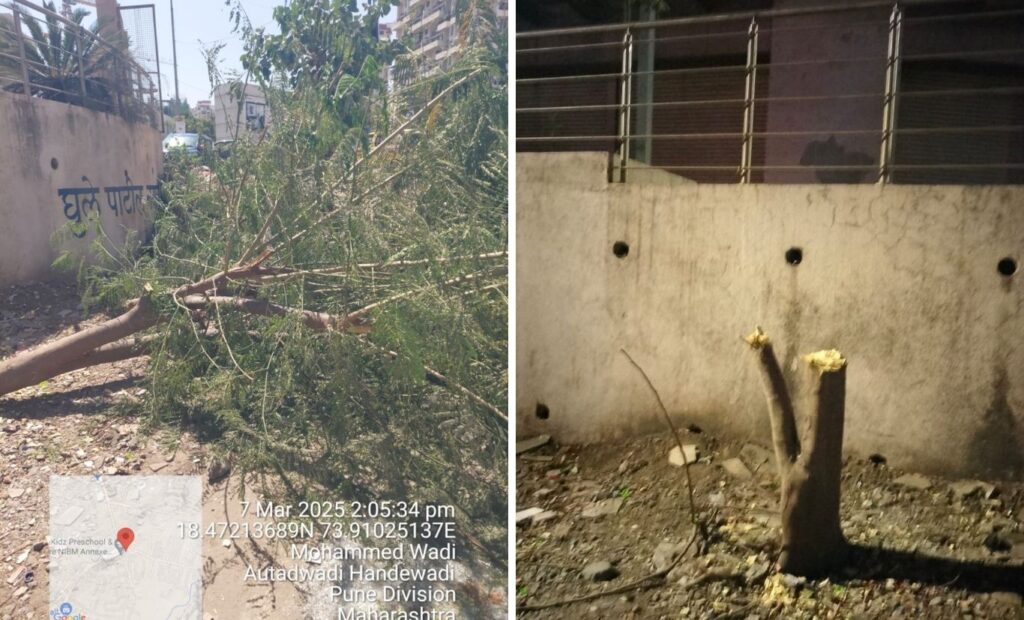 Pune: Illegal Tree Cutting In NIBM Annexe Sparks Demand For FIR