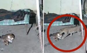 Pune Viral Video: Leopard Attacks Sleeping Pet Dog as Owner Stays Engrossed in Phone