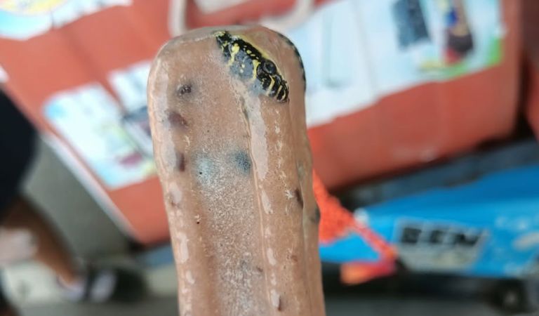 Thai Man Finds Frozen Snake Inside Ice Cream, Social Media Shocked