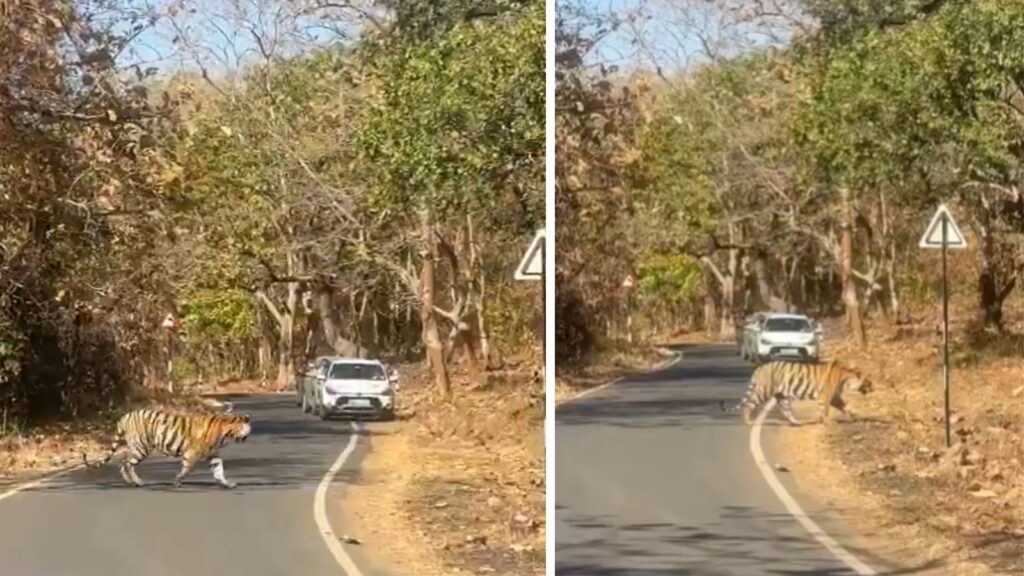 Tiger Steps Out of Tadoba-Andhari Reserve Amid Scorching Heat, Blocks Road