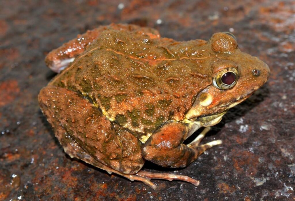 Maharashtra: New Species Of 'Golden-Eyed' Frog Discovered In India’s Western Ghats