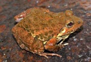 Maharashtra: New Species Of 'Golden-Eyed' Frog Discovered In India’s Western Ghats