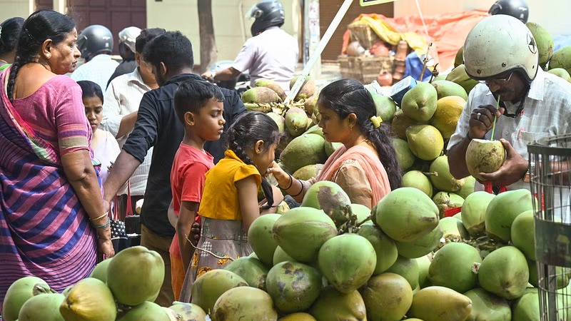 Rising Temperatures Push Tender Coconut Prices Up In Pune, Residents Feel The Pinch