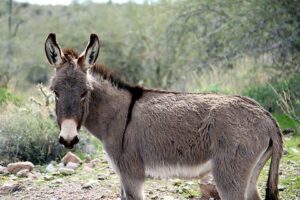 Maharashtra: Illegal Donkey Race Halted, FIR Filed Against Organizers Of Horse Cart Race In Sangli