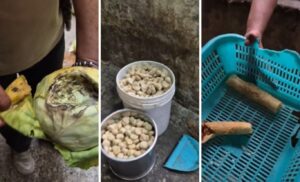 Dog's Severed Head Found In Fridge During Mohali Momo Food Factory Raid; Investigation Underway