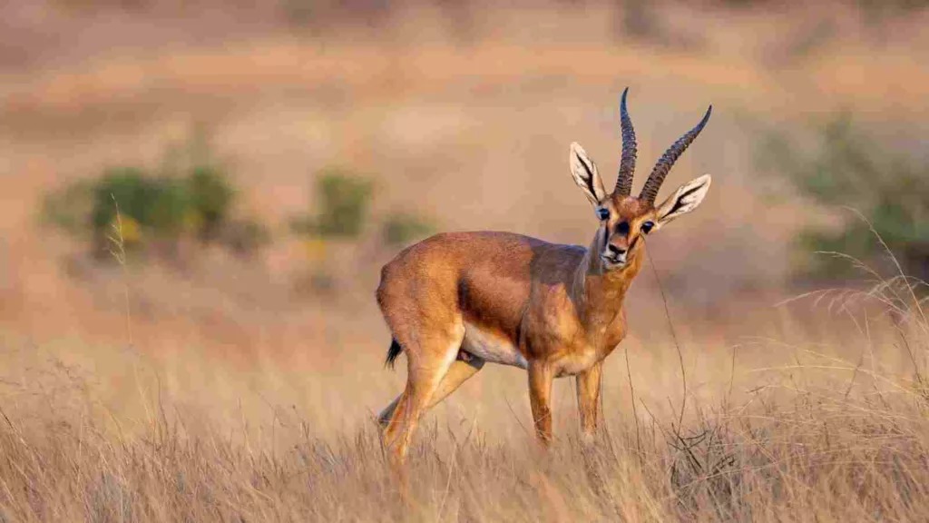 Pune News: Solapur’s New Grassland Safari Offers Unique Wildlife Experience