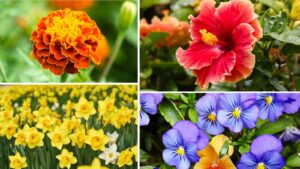 flowers