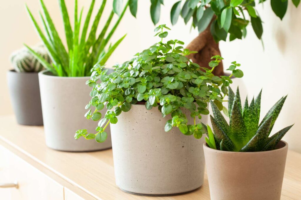 10 Low-Maintenance Indoor Plants Perfect for Indian Homes