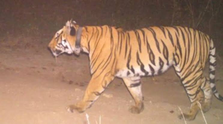 60-Year-Old Man Killed in Tiger Attack in Maharashtra