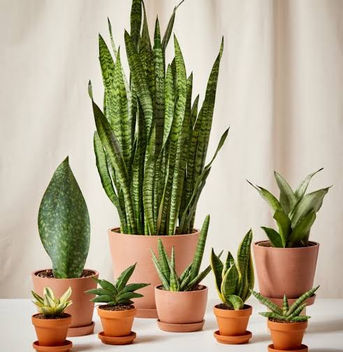 8 Low-Maintenance Crops That Keep Growing Year After Year