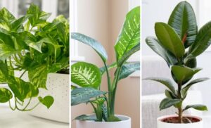 Best Indoor Plants for Air Purification: NASA-Approved Choices for a Healthier Home
