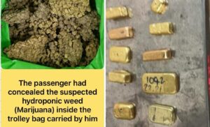 Mumbai Customs Seizes Hydroponic Weed Worth ₹9.53 Crore And Gold Hidden In Undergarments Worth ₹58.83 Lakh At CSMI Airport