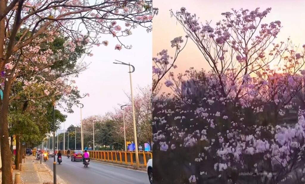 VIDEOS | Pune in Full Bloom: Pink Flowers Steal the Spotlight from Bengaluru